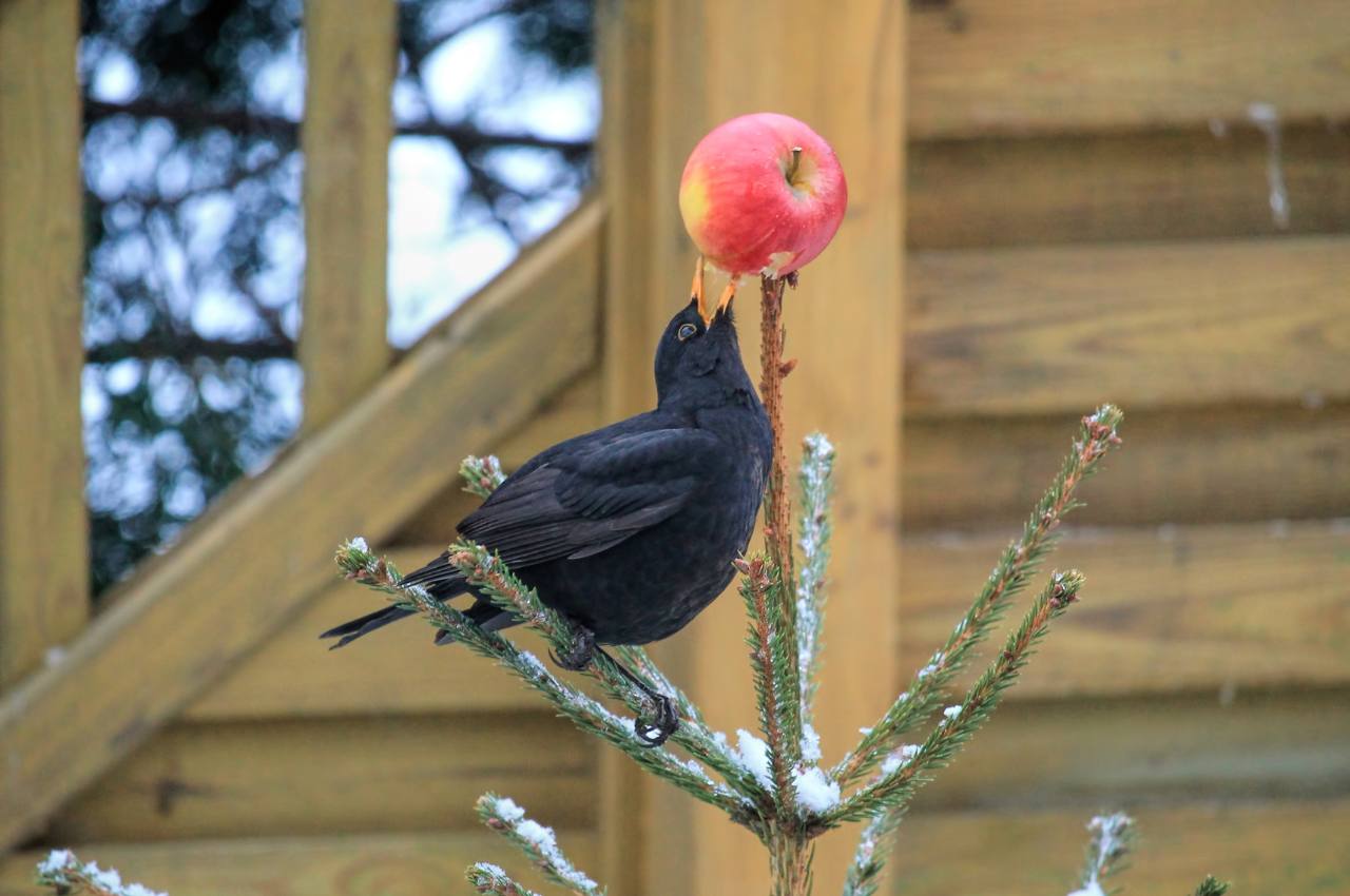 Can You Feed Apples to Birds? : How to Add Fruit to Your Feeders